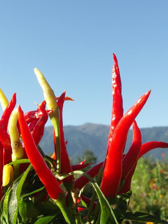Ruhige Wohnung Mit Schoenem Eigengarten In Seeboden Am Millstaettersee Rom bilde