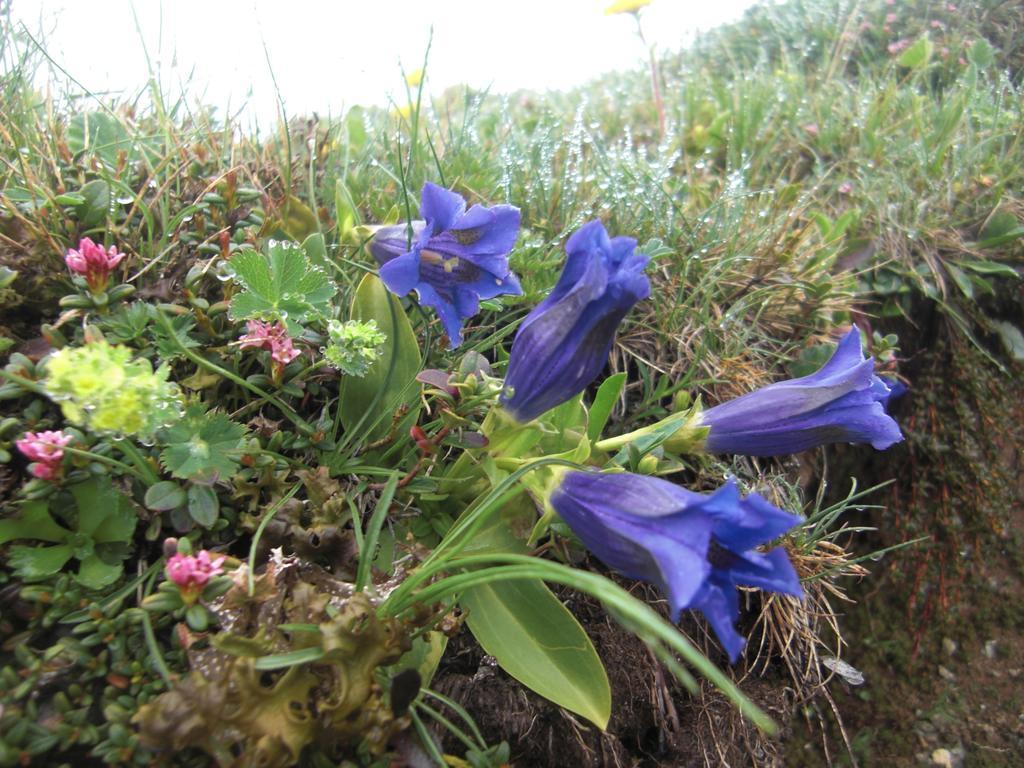Ruhige Wohnung Mit Schoenem Eigengarten In Seeboden Am Millstaettersee Eksteriør bilde
